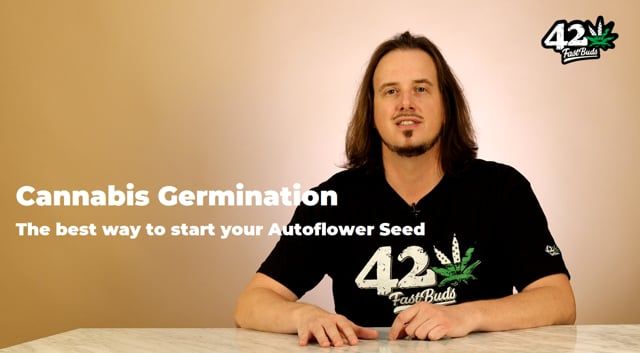 How to Germinate Autoflower Cannabis Seeds - Episode 1: The Best Way to Sprout Marijuana