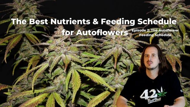The Best Nutrients & Feeding Schedule for Autoflowering Cannabis - Episode 2: The Autoflower Feeding Schedule