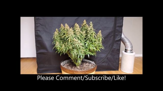 Wedding Cheesecake Auto Becomes A BEAST