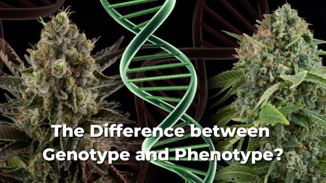 The difference between Genotype and Phenotype explained in one minute