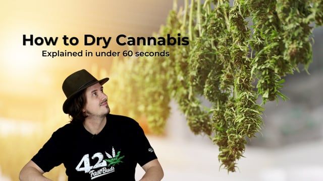 How to Dry Cannabis - Explained in one minute