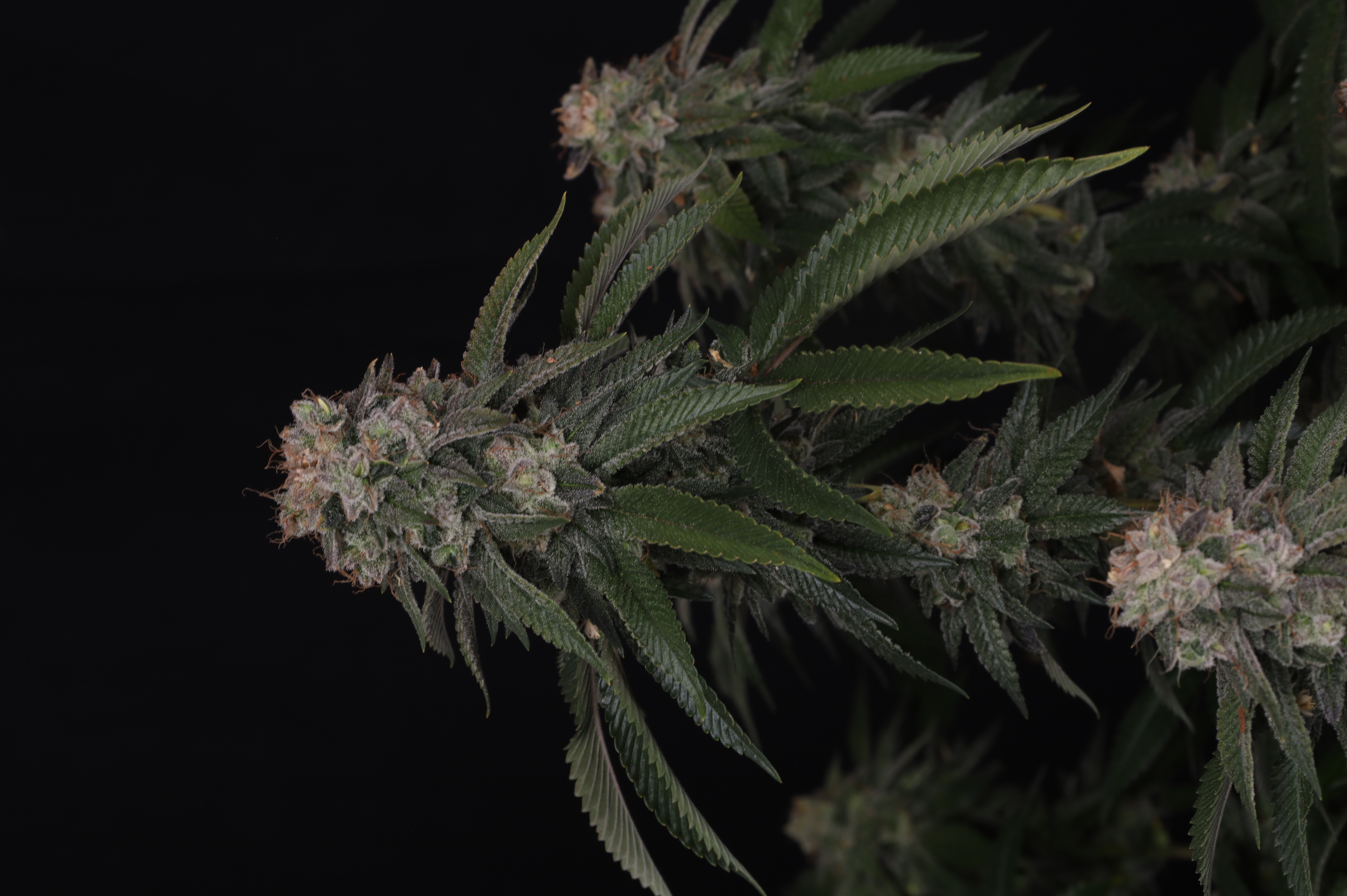 GG4