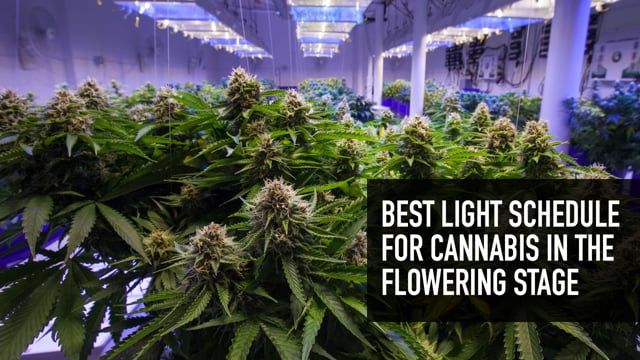 Best Light Schedule for Cannabis in the Flowering Stage