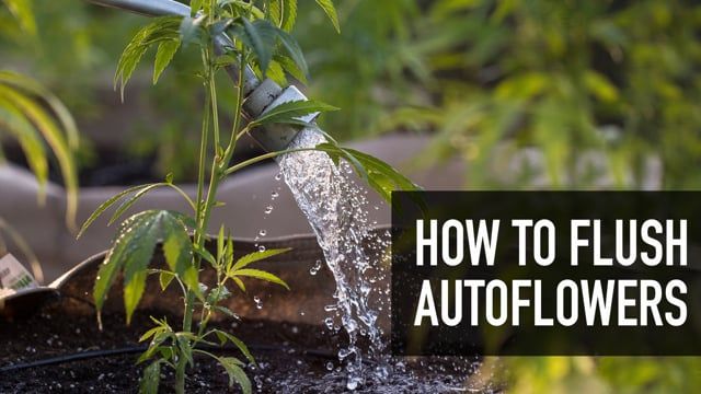 How to flush Autoflowers