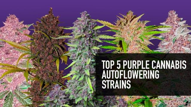 Top 5 Purple Cannabis Autoflowering Strains