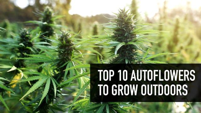 Top 10 Autoflowers to Grow Outdoors