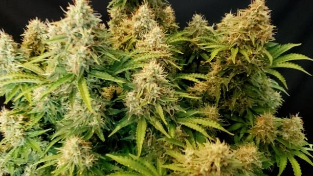 @bangdangbuds CINDERELLA AUTO