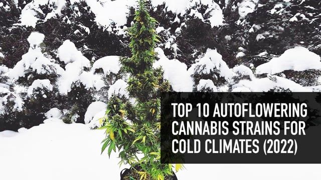 Top 10 Autoflowers for Cold Climates
