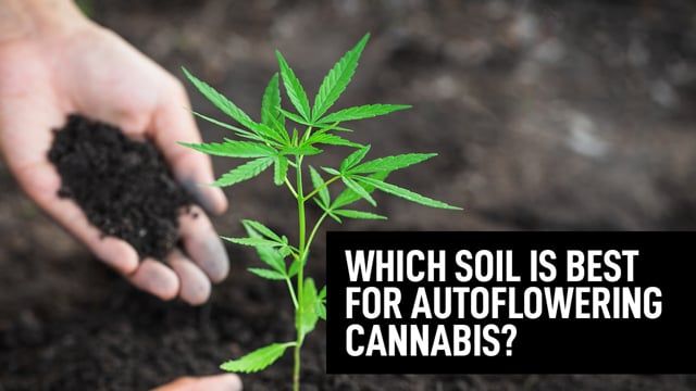 Which Soil Is Best For Autoflowering Cannabis