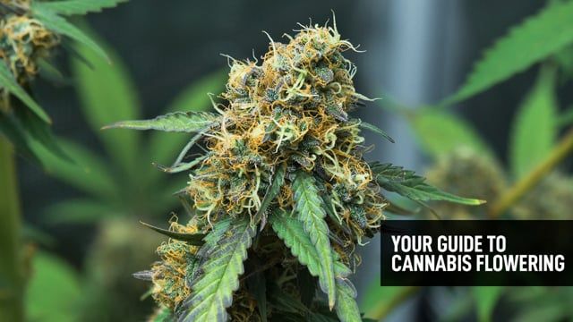 Your Guide To Cannabis Flowering