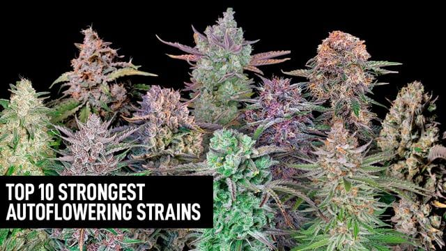 Top 10 Strongest Autoflowering Strains 2022