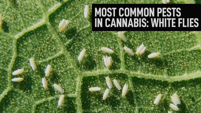 Most Common Pests In Cannabis: White Flies