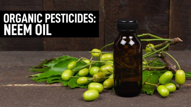 Organic Pesticides for Cannabis: Neem Oil
