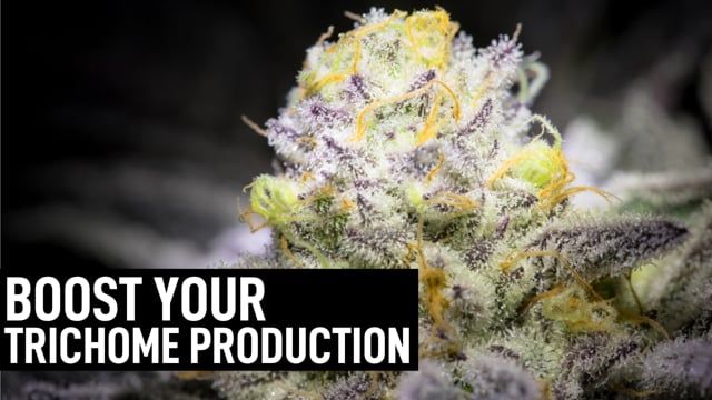 Best Ways To Boost Trichome Production