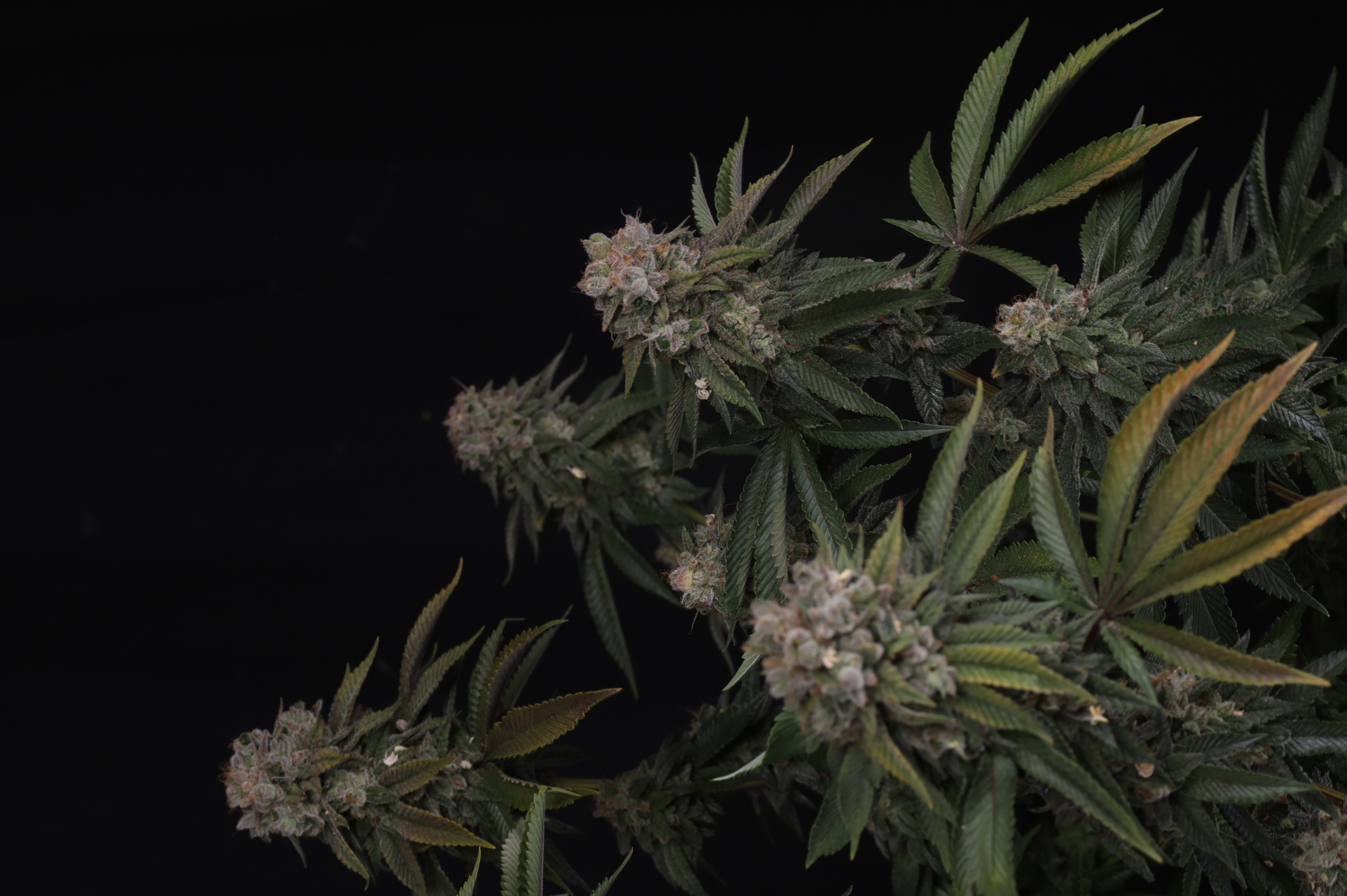 GG4