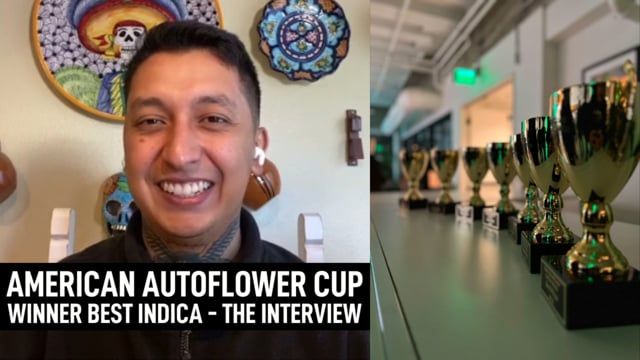 Best Indica at the Amercian Autoflower Cup - Banana Purple Punch