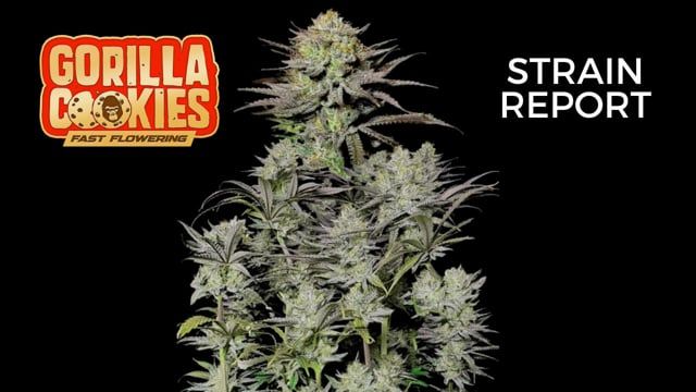 Gorilla Cookies FF | Strain Review | Fast Buds