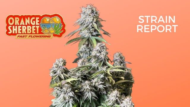 Orange Sherbet FF | Strain Review | Fast Buds