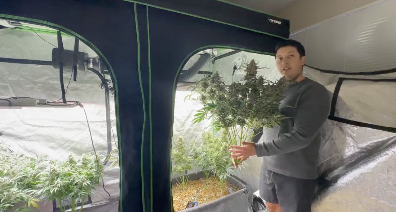 Ztrawberriez Auto grown by @good_buddy_flowers