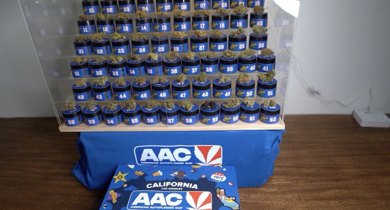 Fast Buds for the Win | 2 Trophies at the American Autoflower Cup