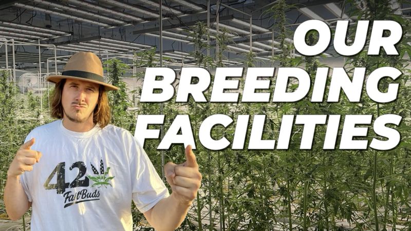 Fast Buds Breeding | Fast Flowers & Mothers | Episode 4
