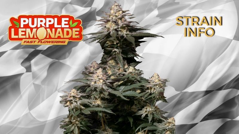 purple_lemonade_ff strain info