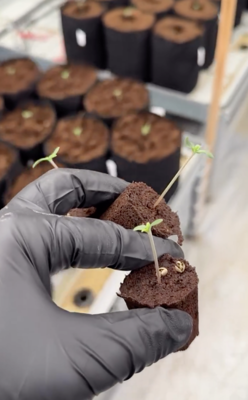 Breeding: Daily Work