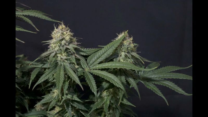 tropicana_cookies_ff strain info
