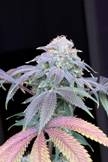 Instagram Lemon Mandarin