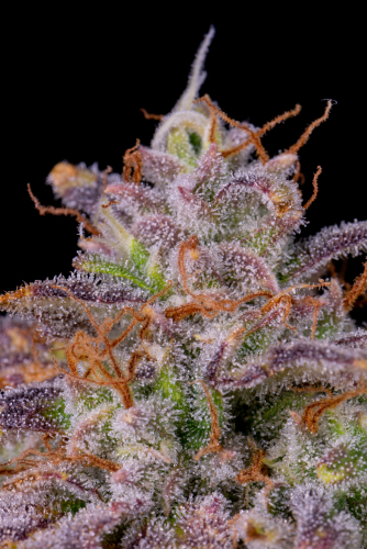 Instagram Amnesia Z Auto