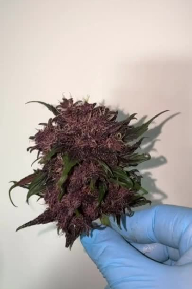 Lemon Cherry Cookies Auto