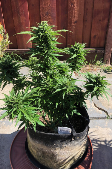 Instagram CBD Auto 201