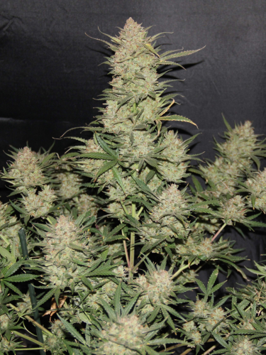 Instagram OG Kush Auto