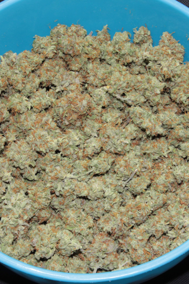 Instagram Cheese Auto