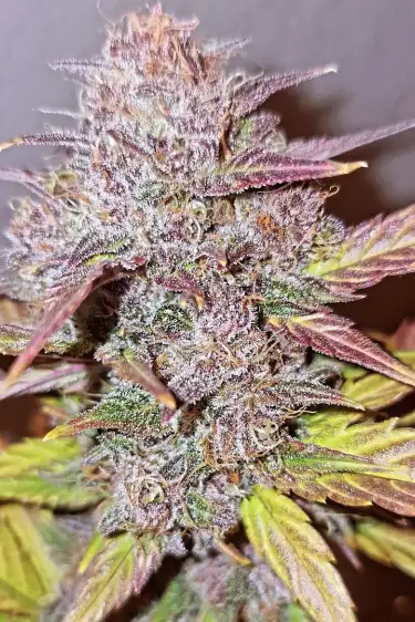 Instagram Purple Lemonade Auto