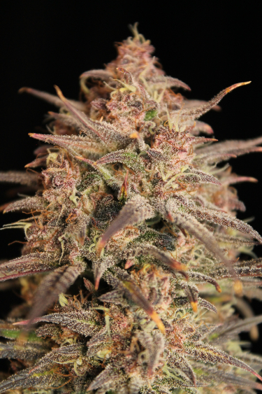 Instagram Papaya Cookies Auto