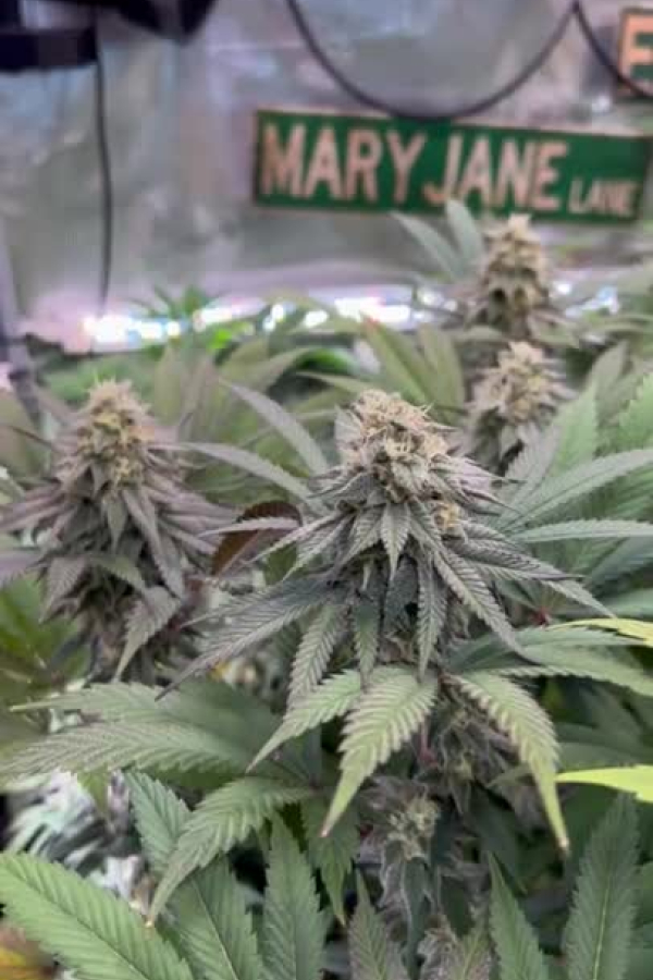 Instagram Lemon Cherry Runtz