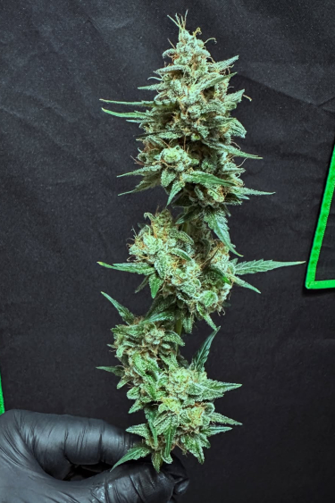 Instagram Green Crack Auto