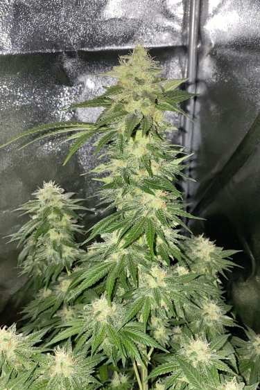 Instagram Wedding Cheesecake FF