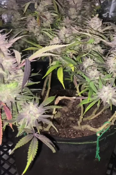 Instagram GG4 Sherbet FF