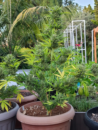 Instagram OG Kush Auto