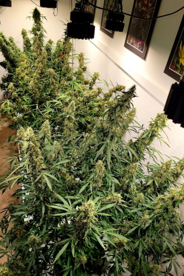 Instagram Kosher Cake Auto