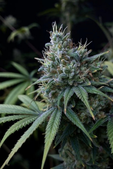 Instagram Afghan Kush Auto