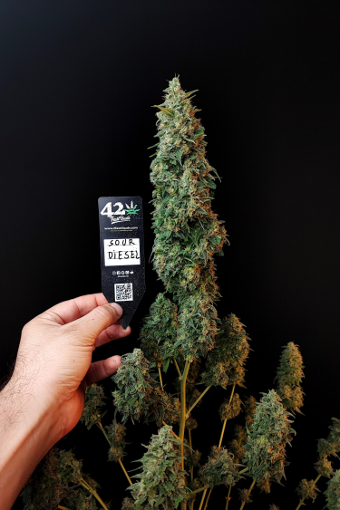 Instagram Sour Diesel Auto