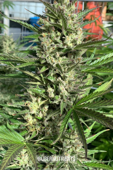 Instagram Strawberry Banana Auto