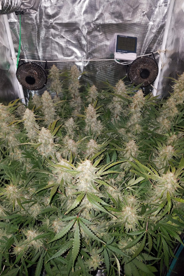 Instagram Pineapple Express Auto