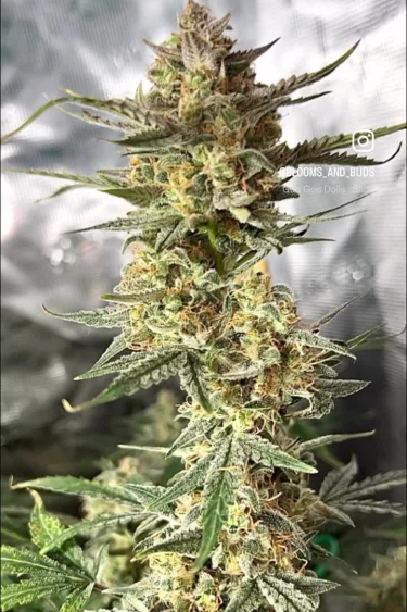 Wedding Cheesecake Auto