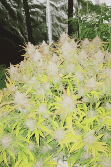 Strawberry Banana Auto