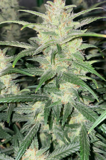 Instagram Forbidden Runtz Auto