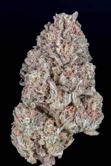 Instagram Orange Sherbet FF